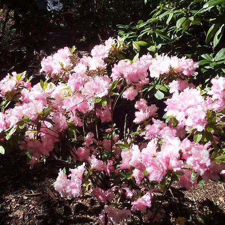 Kubba Roonga Guesthouse - Boutique Luxury Spa Retreat & Gardens - Blue Mountains Blackheath Eksteriør bilde