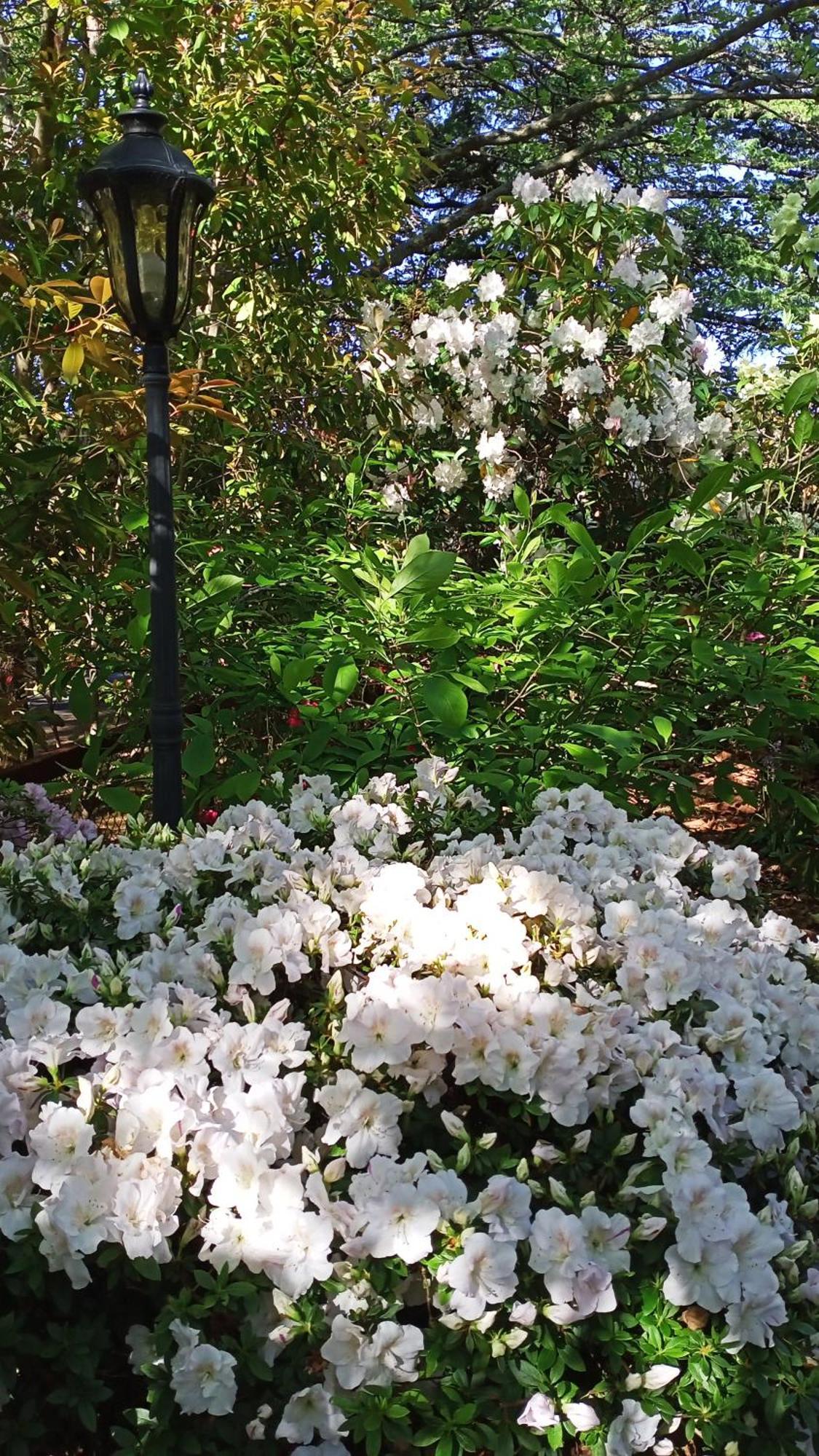 Kubba Roonga Guesthouse - Boutique Luxury Spa Retreat & Gardens - Blue Mountains Blackheath Eksteriør bilde